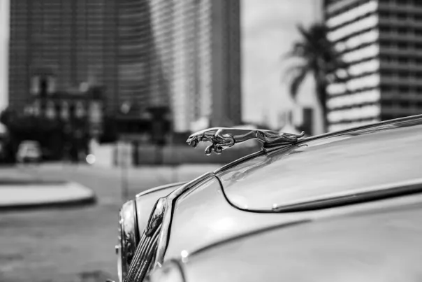 Wallacebet Kasino Android/iOS App